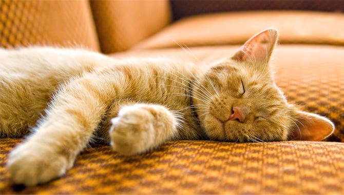 How to Stop Cats Scratching and Clawing Your Sofa
